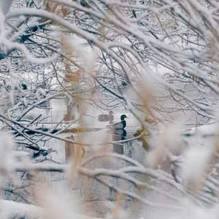 Swimming winter wallpaper