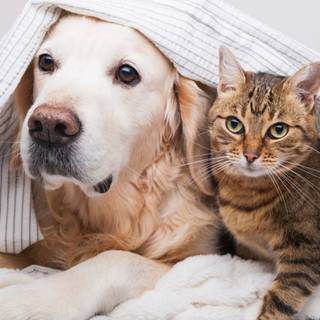 Spring cat and dogs wallpaper