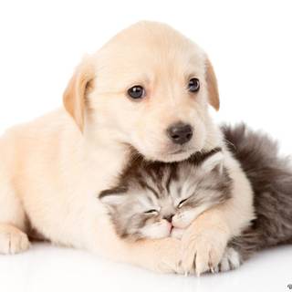 Spring cat and dogs wallpaper