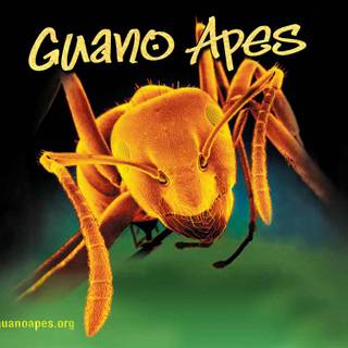 Guano Apes wallpaper