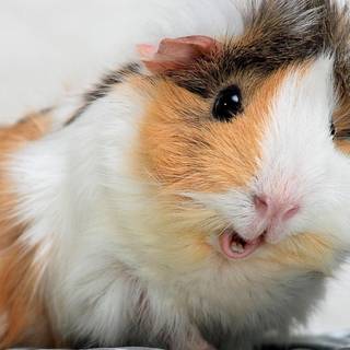Funny guinea pig wallpaper