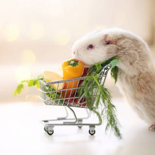 Funny guinea pig wallpaper
