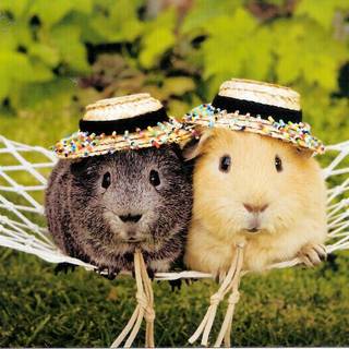 Funny guinea pig wallpaper