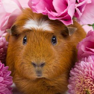 Funny guinea pig wallpaper