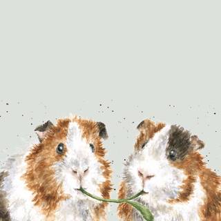 Funny guinea pig wallpaper