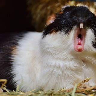 Funny guinea pig wallpaper