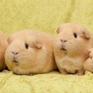 Funny guinea pig wallpaper