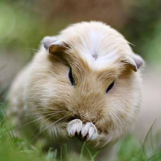 Funny guinea pig wallpaper