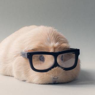 Funny guinea pig wallpaper