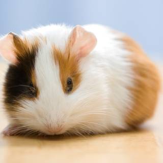 Funny guinea pig wallpaper