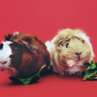 Funny guinea pig wallpaper
