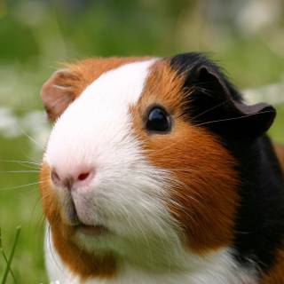 Funny guinea pig wallpaper
