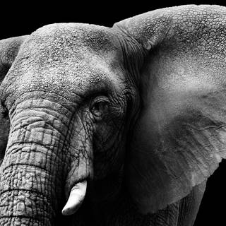 Surface Studio wallpaper