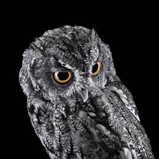 Surface Studio wallpaper