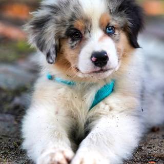 Very cute pets wallpaper