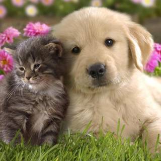 Very cute pets wallpaper