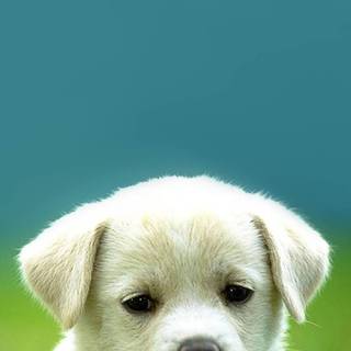 Very cute pets wallpaper
