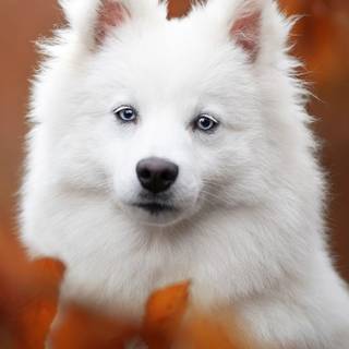 Very cute pets wallpaper