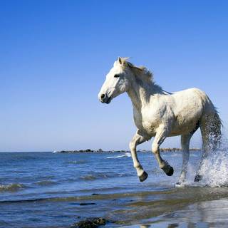 Horses on the beach wallpaper