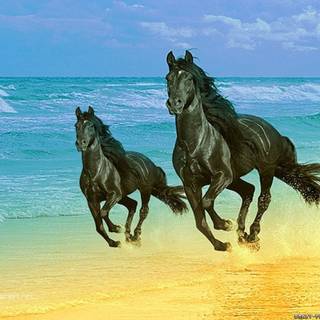 Horses on the beach wallpaper