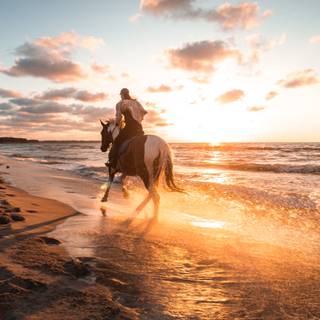 Horses on the beach wallpaper