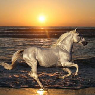 Horses on the beach wallpaper