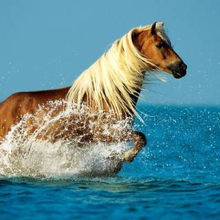 Horses on the beach wallpaper