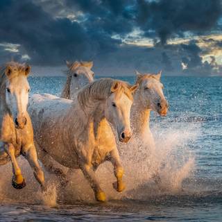 Horses on the beach wallpaper