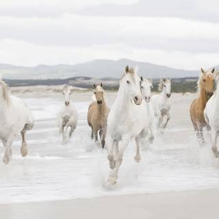 Horses on the beach wallpaper