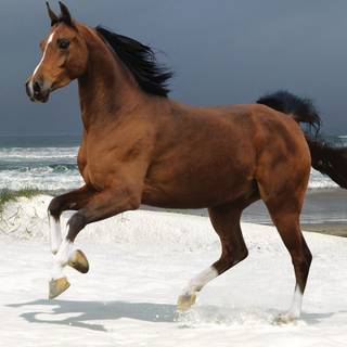 Horses on the beach wallpaper
