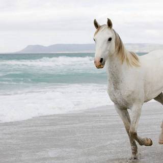 Horses on the beach wallpaper