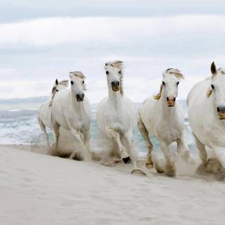 Horses on the beach wallpaper