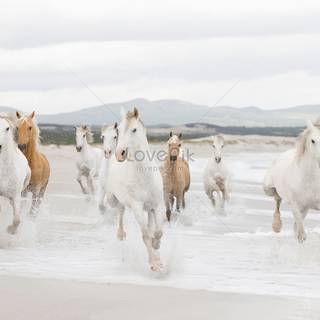 Horses on the beach wallpaper