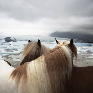 Horses on the beach wallpaper