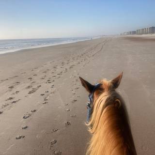 Horses on the beach wallpaper