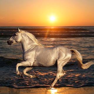Horses on the beach wallpaper