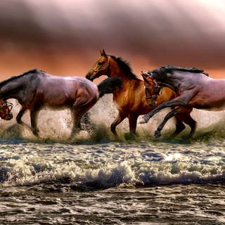 Horses on the beach wallpaper