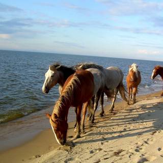 Horses on the beach wallpaper