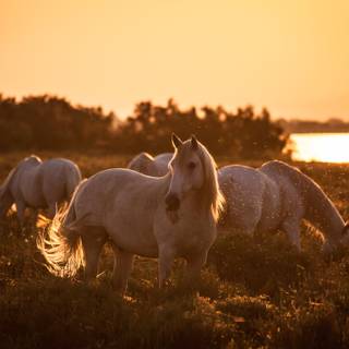 Horses on the beach wallpaper