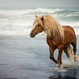 Horses on the beach wallpaper