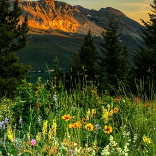 Spring mountain phone wallpaper