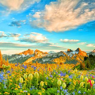 Spring mountain flowers wallpaper