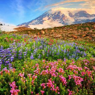 Spring mountain flower wallpaper