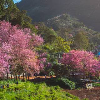 Spring mountain mobile wallpaper