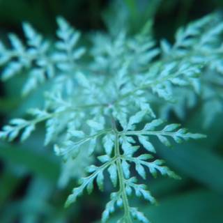 Spring 4k mobile wallpaper