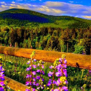 Spring mountain mobile wallpaper