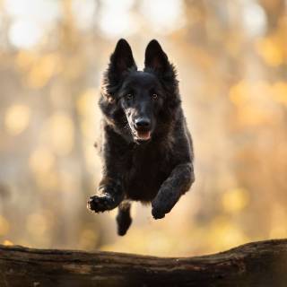 Schipperke wallpaper