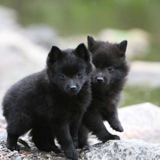 Schipperke wallpaper