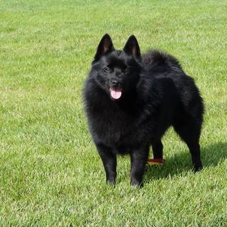 Schipperke wallpaper