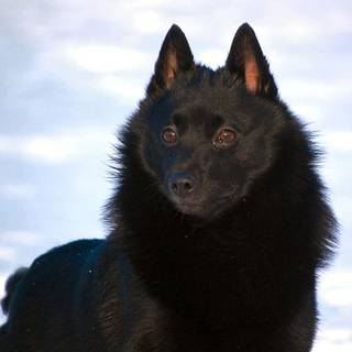 Schipperke wallpaper